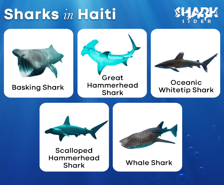 Sharks in Haiti