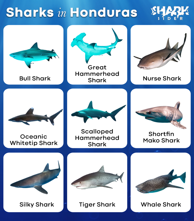 Sharks in Honduras