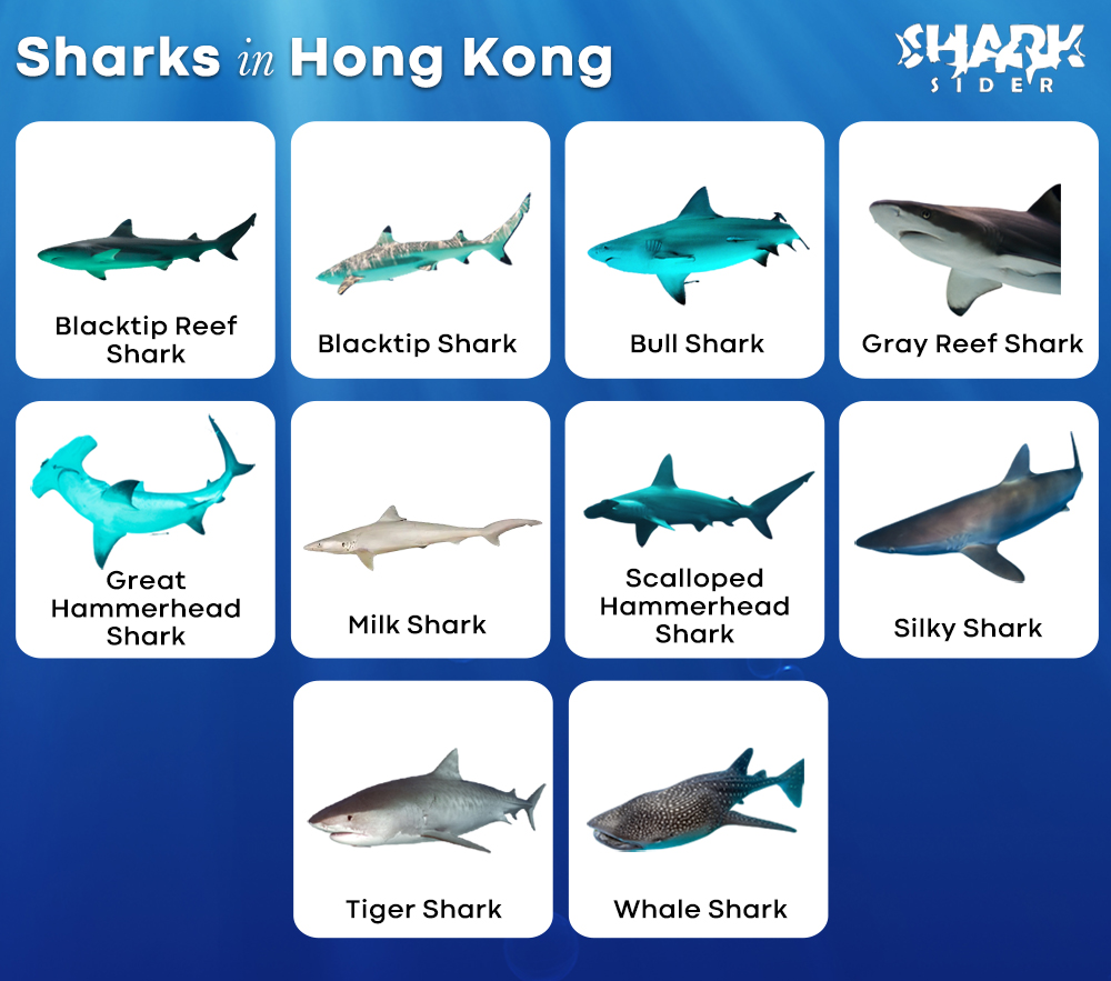 Sharks in Hong Kong