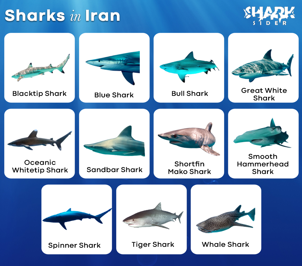 Sharks in Iran