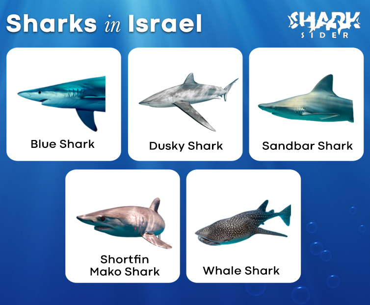 Sharks in Israel