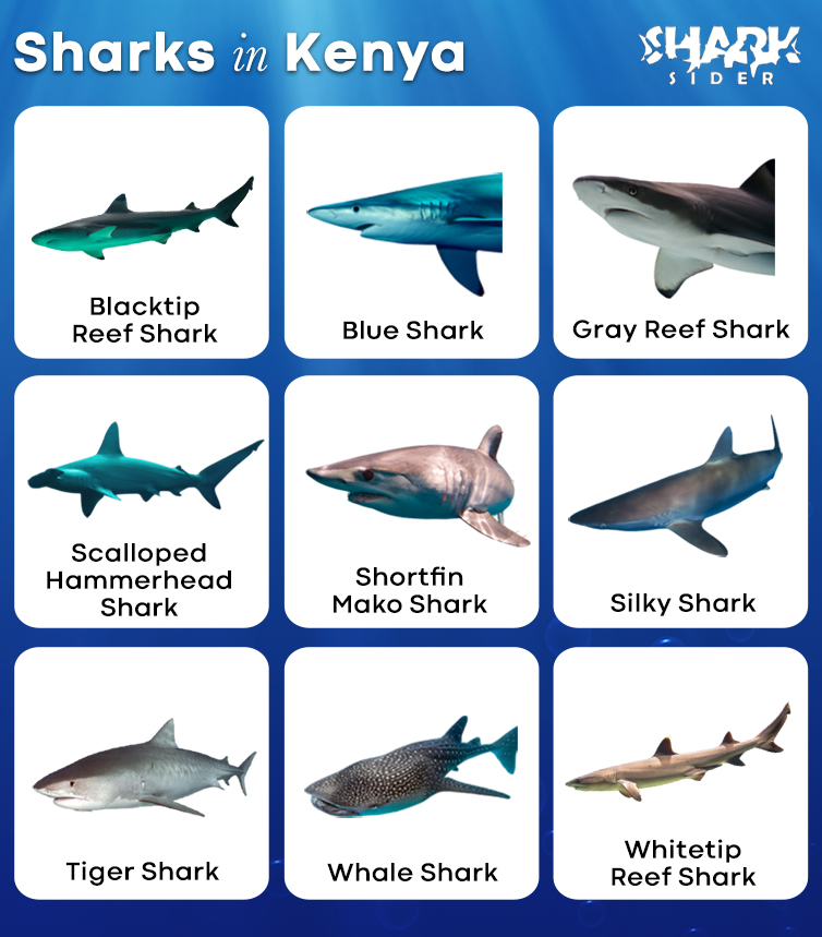 Sharks in Kenya