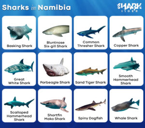 Sharks in Namibia