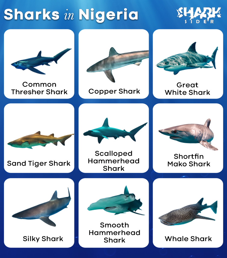 Sharks in Nigeria