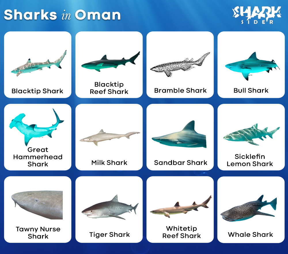 Sharks in Oman