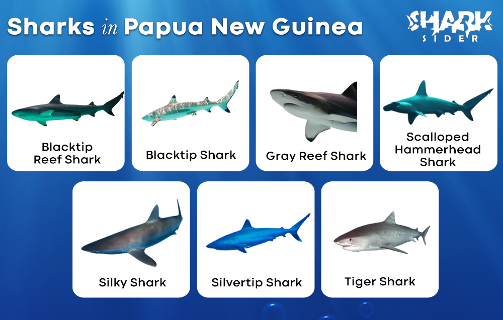 Sharks in Papua New Guinea