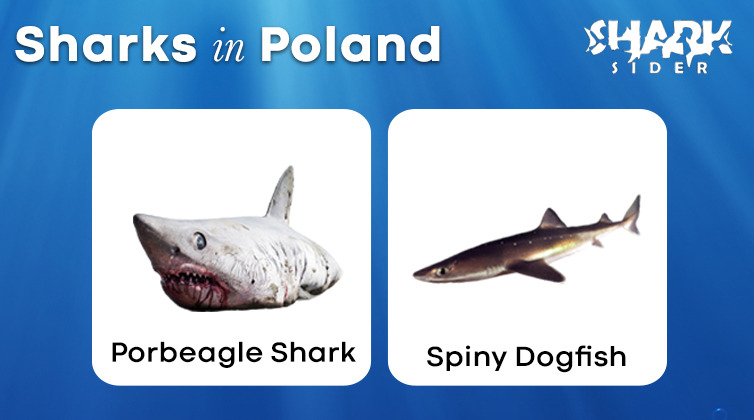 Sharks in Poland
