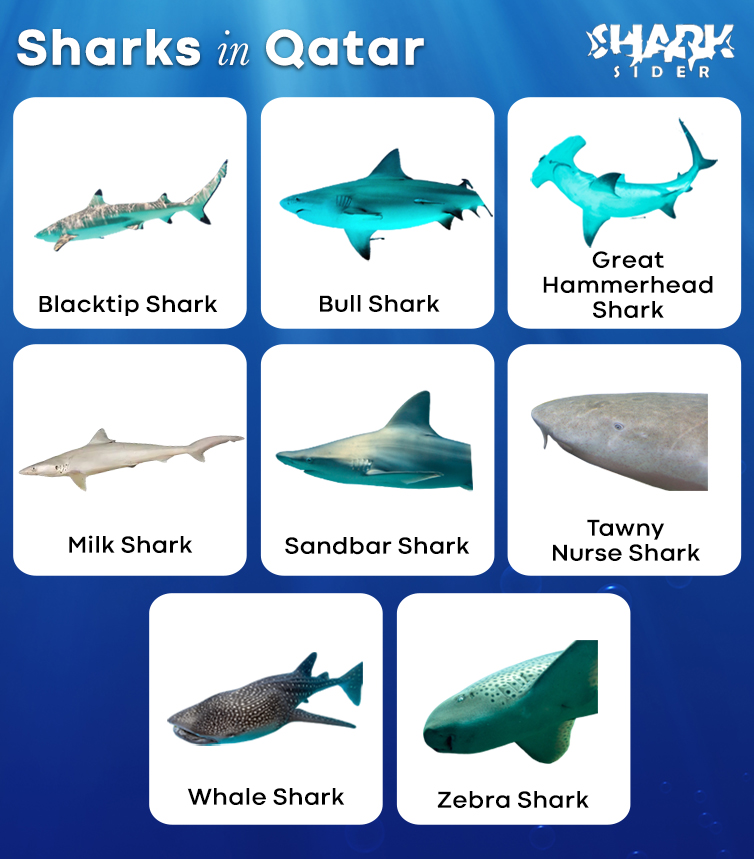 Sharks in Qatar
