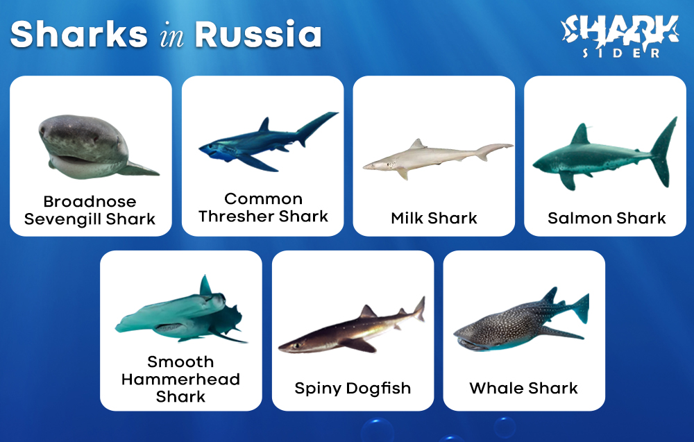 Sharks in Russia