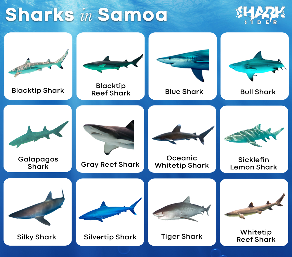 Sharks in Samoa