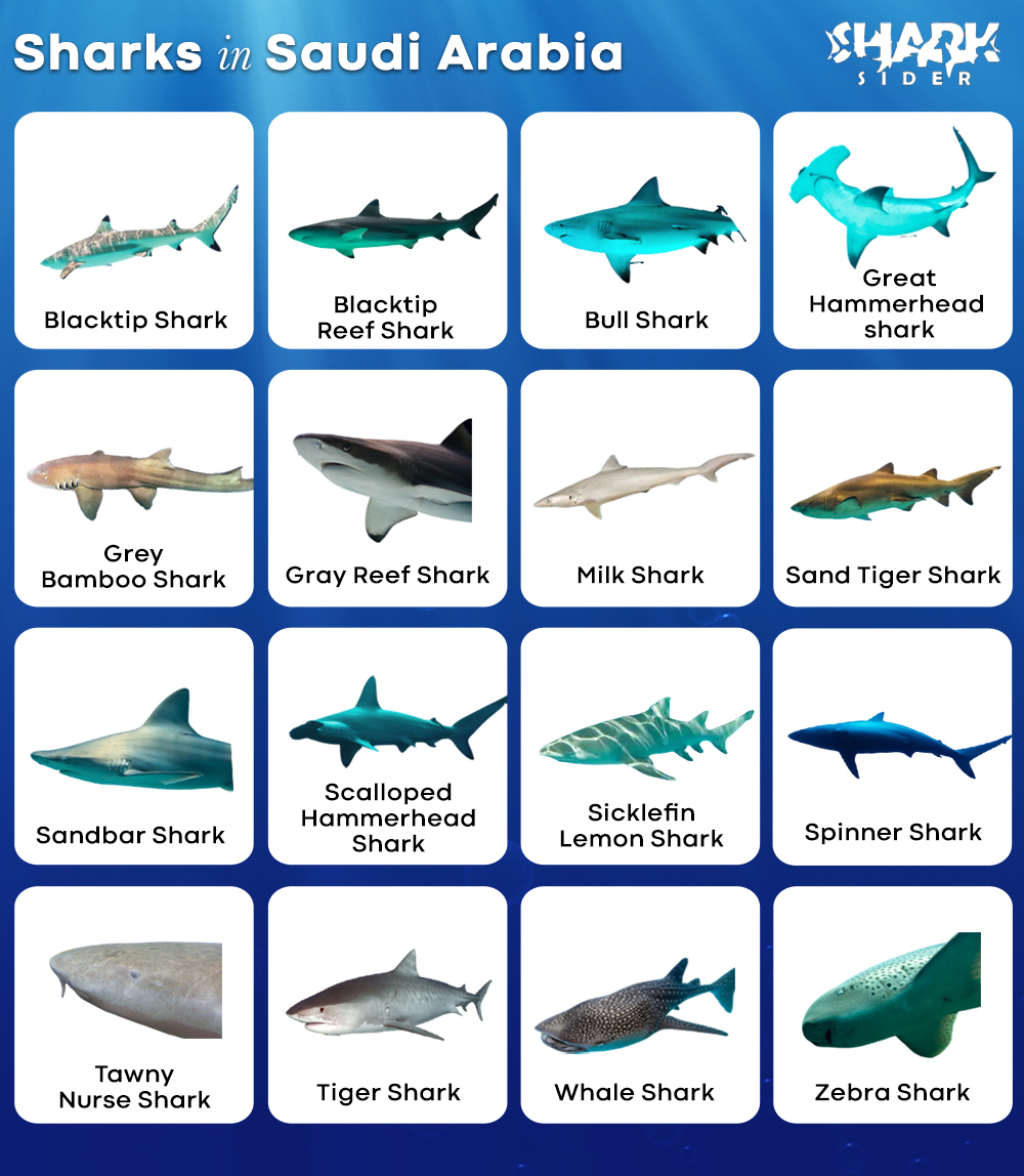 Sharks in Saudi Arabia