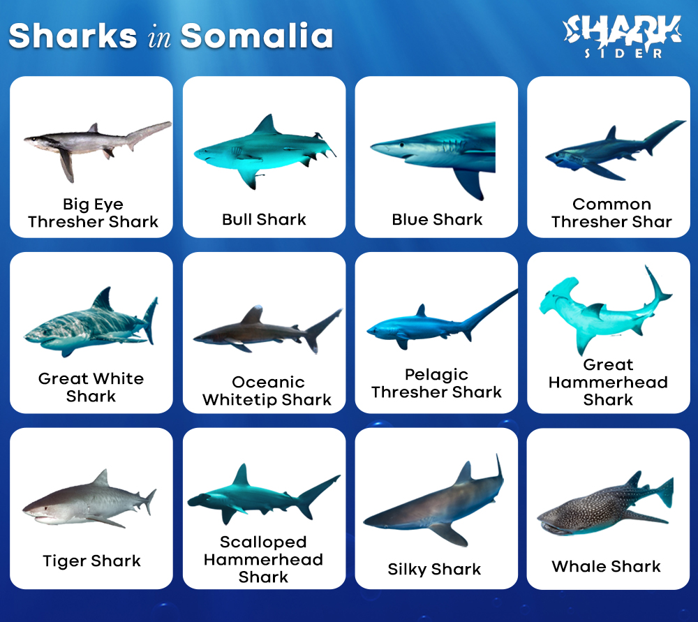 Sharks in Somalia