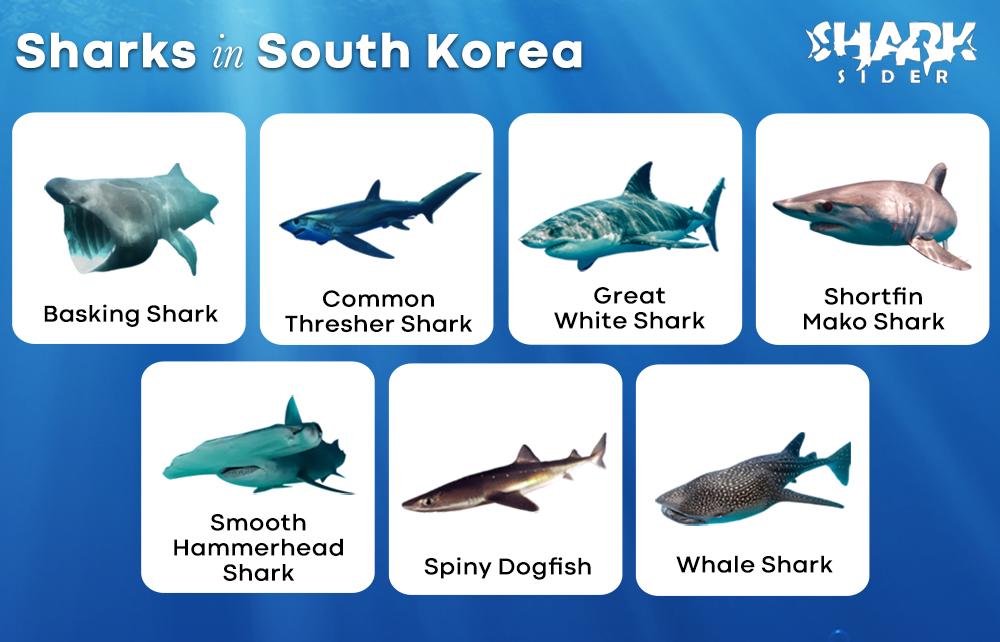 Sharks in South Korea