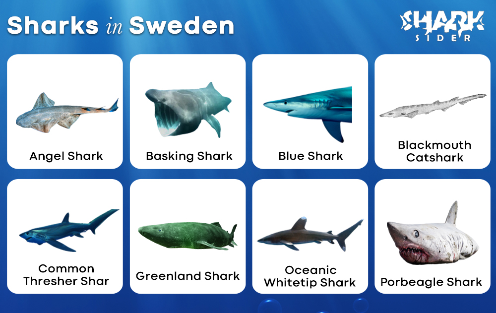 Sharks in Sweden