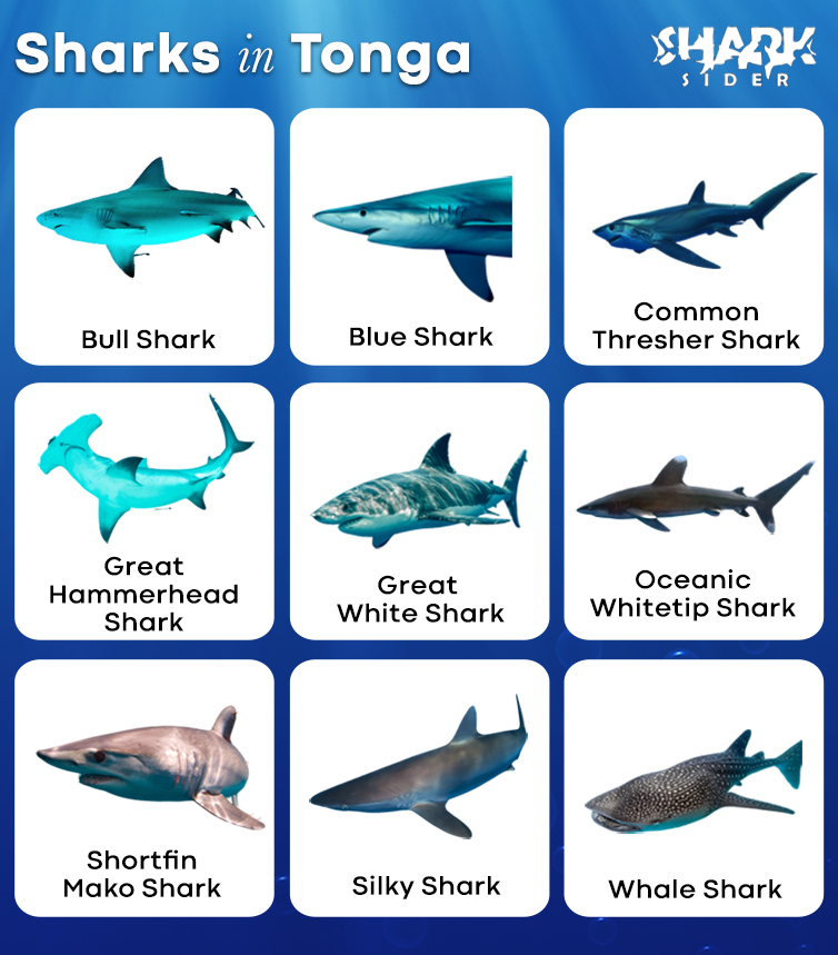 Sharks in Tonga