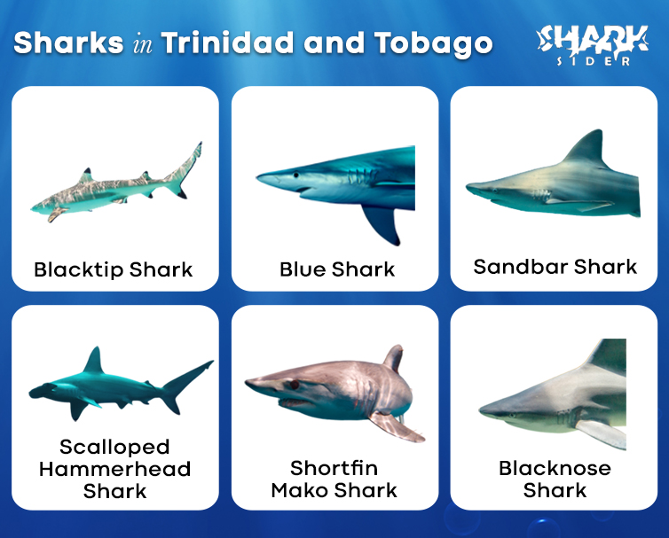 Sharks in Trinidad and Tobago