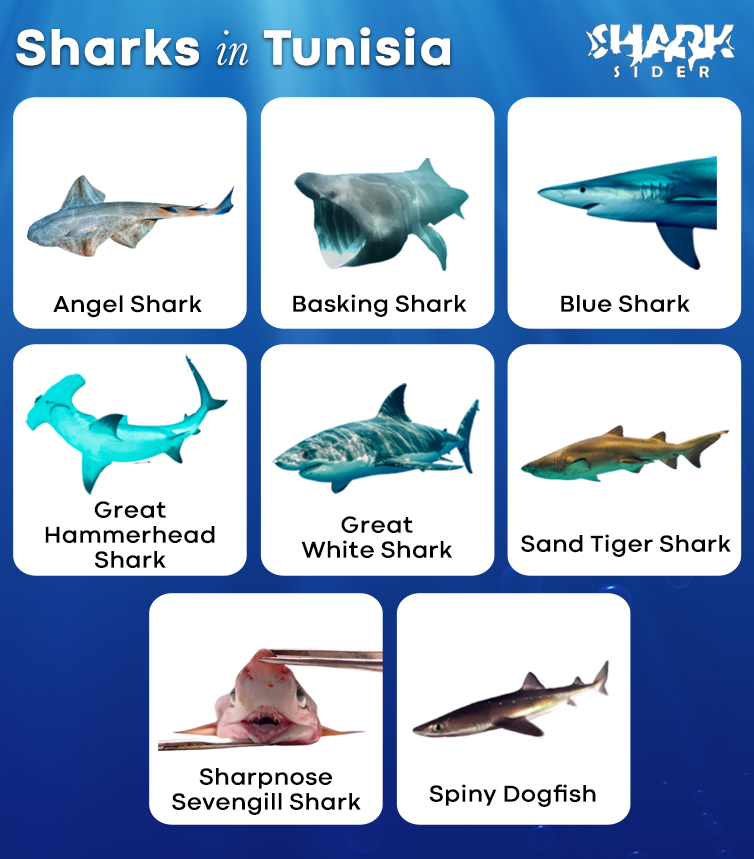 Sharks in Tunisia