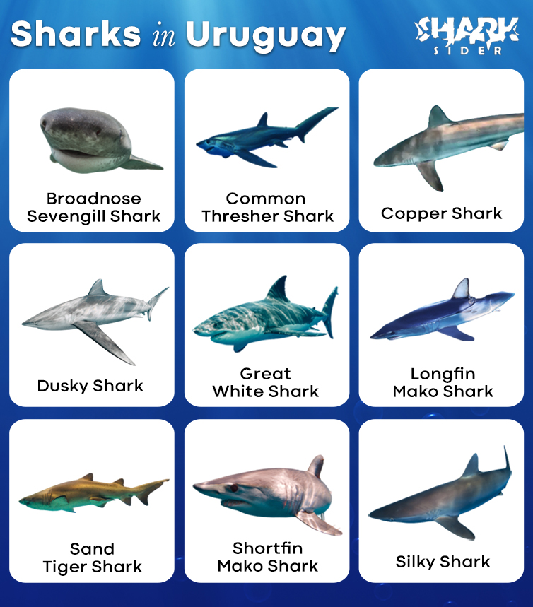 Sharks in Uruguay