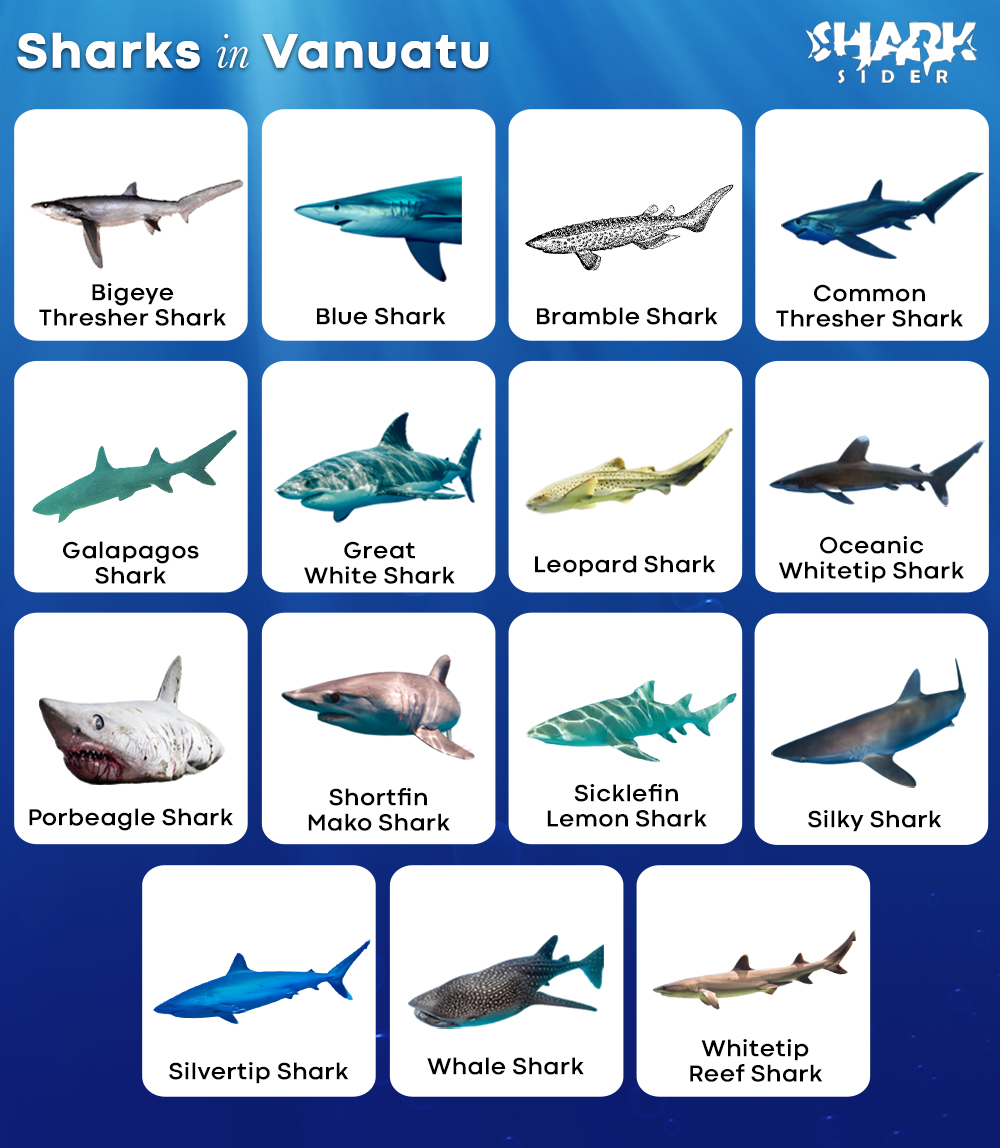 Sharks in Vanuatu