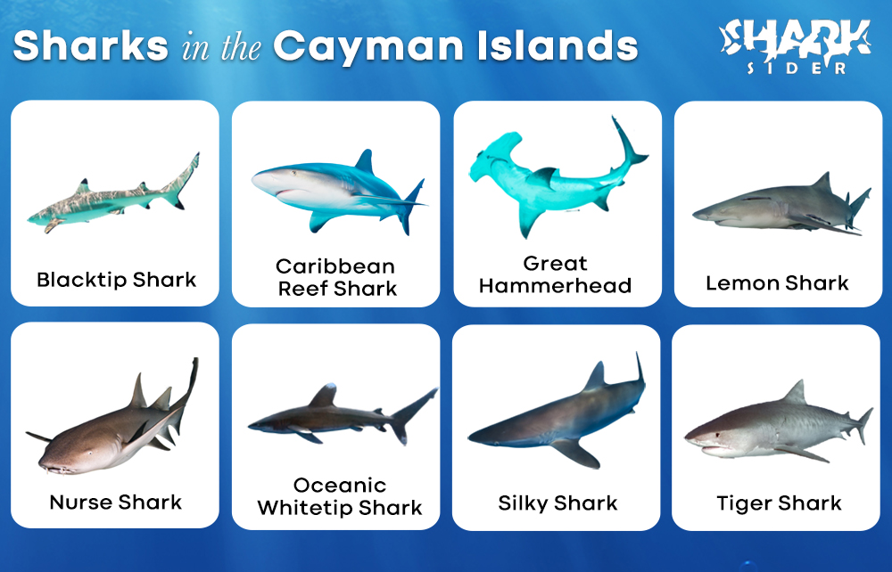 Sharks in the Cayman Islands