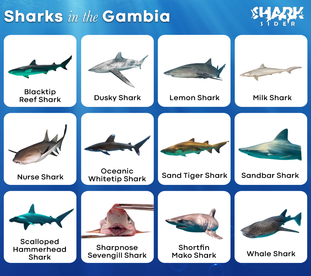 Sharks in the Gambia