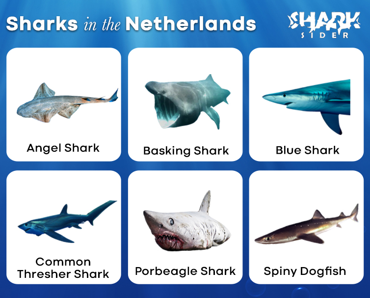 Sharks in the Netherlands