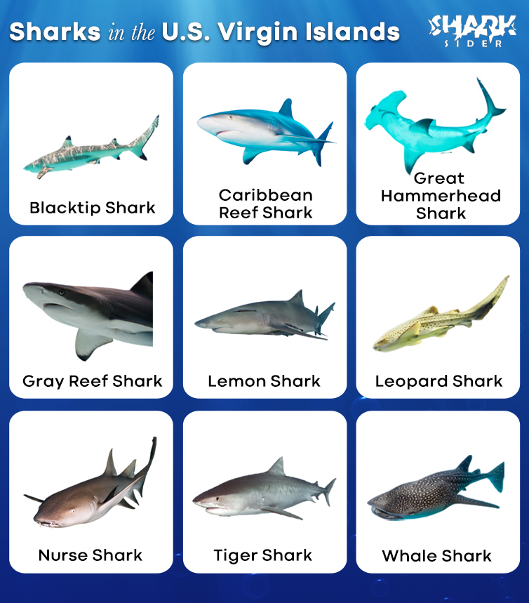 Sharks in the U.S. Virgin Islands