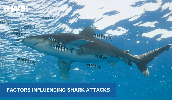 how many shark attacks per year in the world