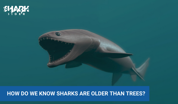 sharks older than trees