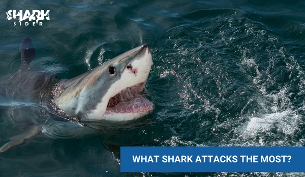 what shark attacks humans the most