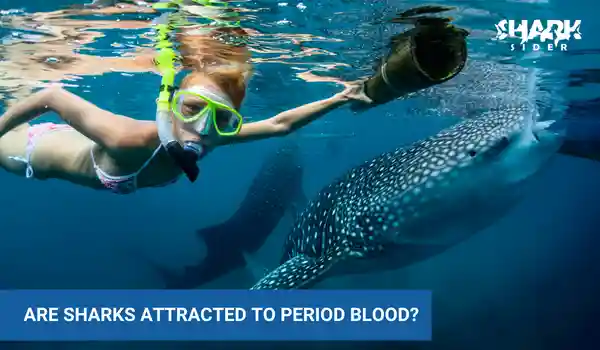 are sharks attracted to period blood