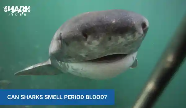 can sharks smell period blood