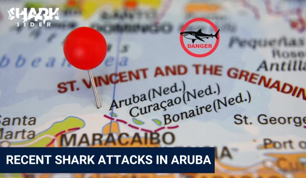 Shark Attacks in Aruba