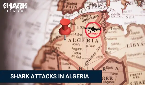 Shark Attacks in Algeria