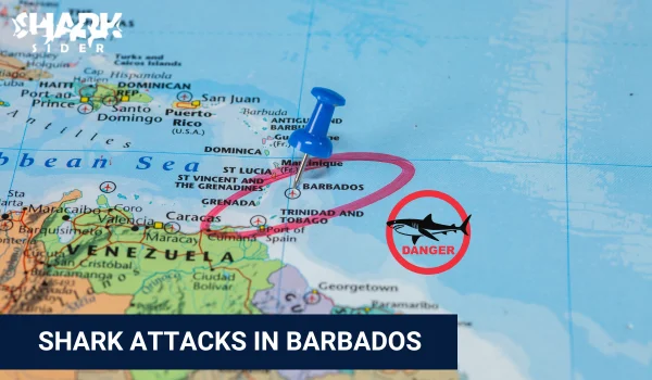 Shark Attacks in Barbados