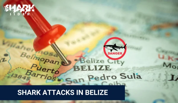 Shark Attacks in Belize