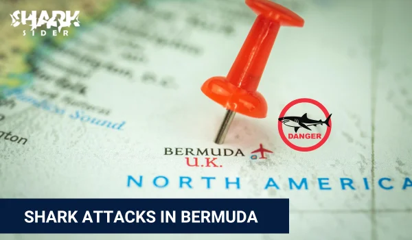Shark Attacks in Bermuda