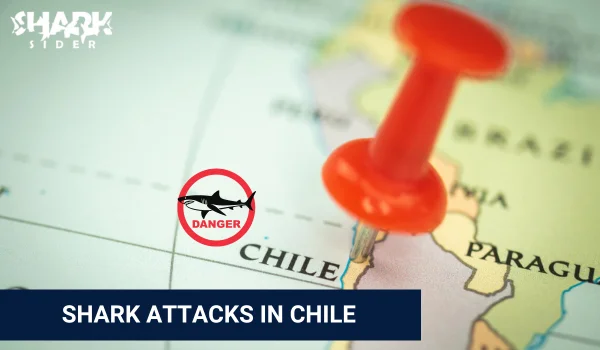 Shark Attacks in Chile