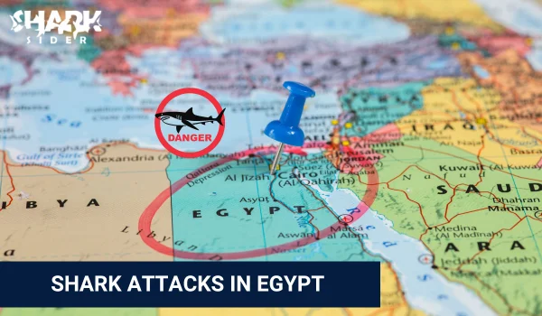 Shark Attacks in Egypt
