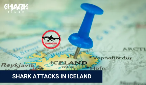 Shark Attacks in Iceland