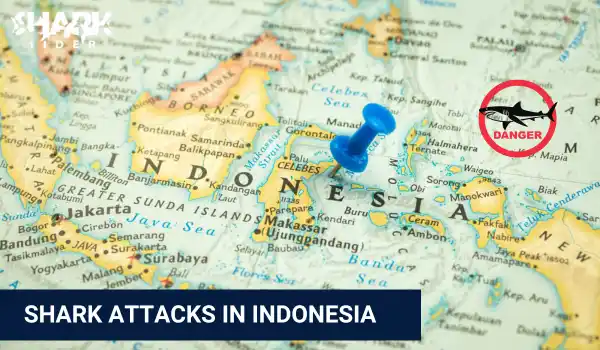Shark Attacks in Indonesia