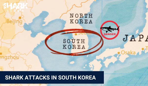 Shark Attacks in South Korea