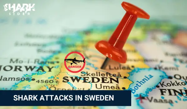 Shark Attacks in Sweden