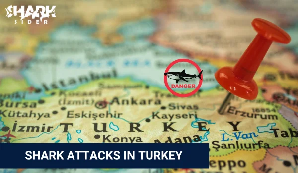 Shark Attacks in Turkey