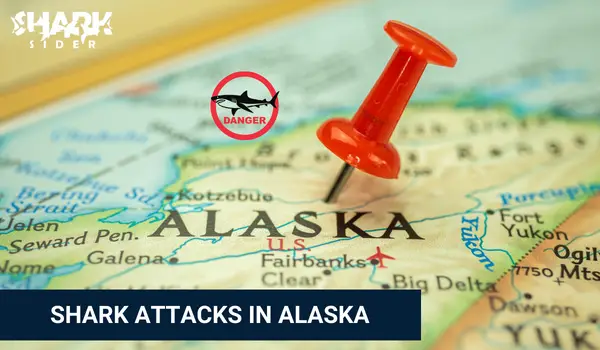 Shark Attacks in Alaska