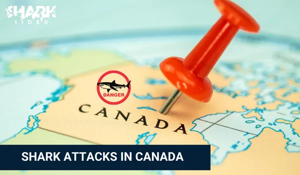 Shark Attacks in Canada