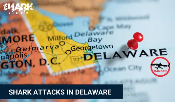 Shark Attacks in Delaware