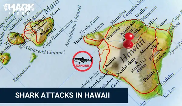 Shark Attacks in Hawaii