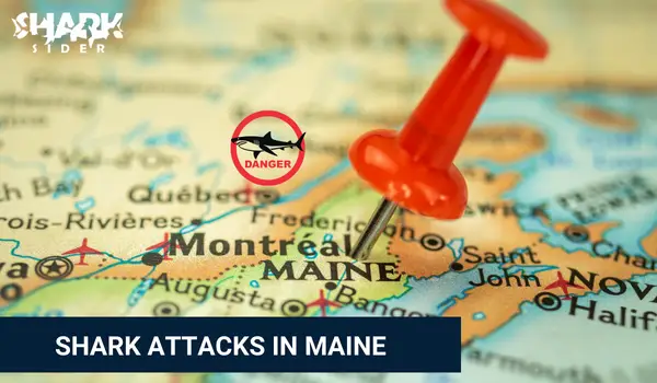 Shark Attacks in Maine