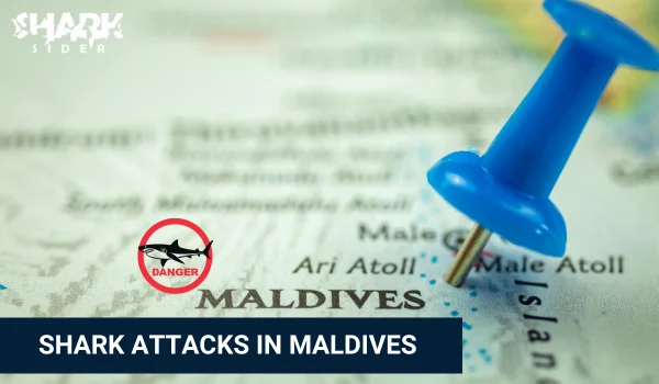 Shark Attacks in Maldives